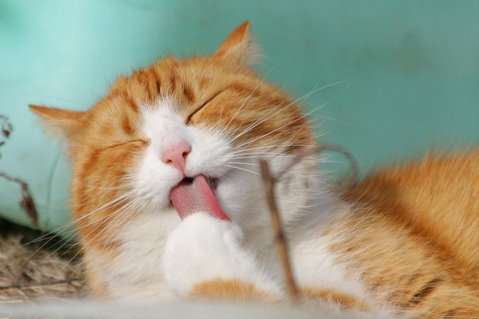 Close-Up Photo of Yellow and White Cat