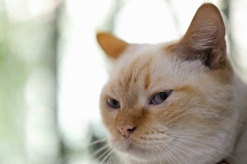 Cute cat with brown and white fur and spots on nose looking away on blurred background